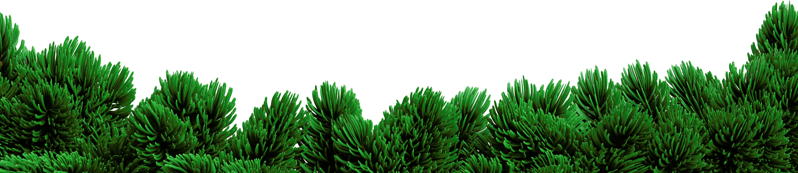 pine branch 3d render